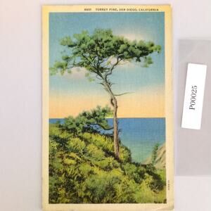 Vintage 1942 Linen Postcard Torrey Pine San Diego California Ocean View Tree